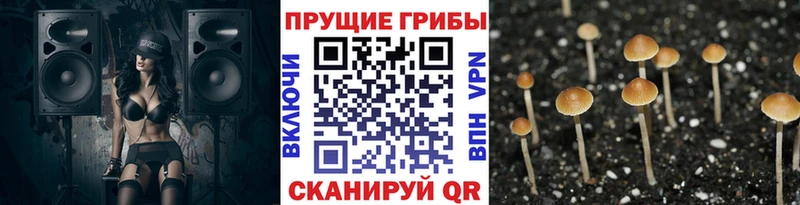 Галлюциногенные грибы MAGIC MUSHROOMS закладка сайты даркнета Telegram Шлиссельбург